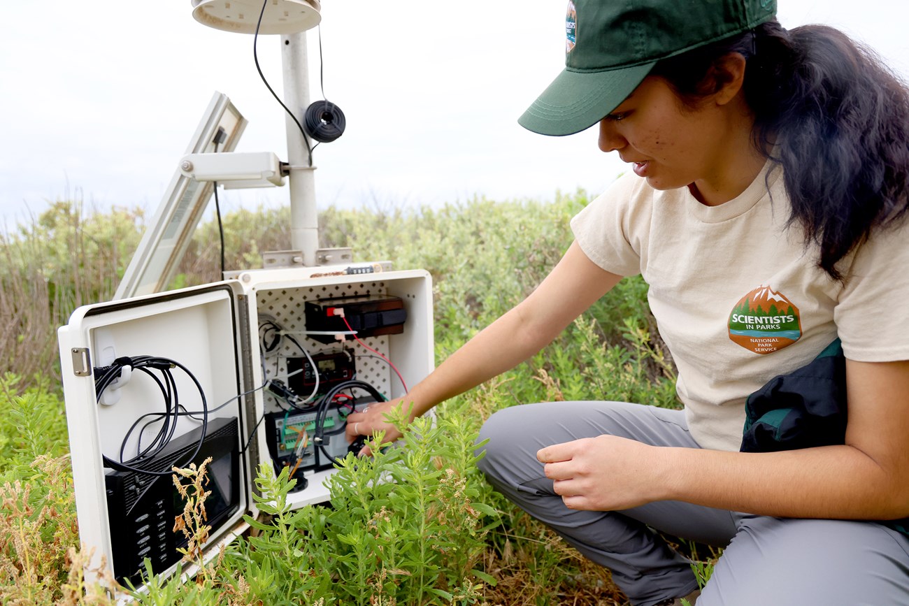 A woman kneels among green plants as she looks into a white box with equipment inside. The background is foggy.