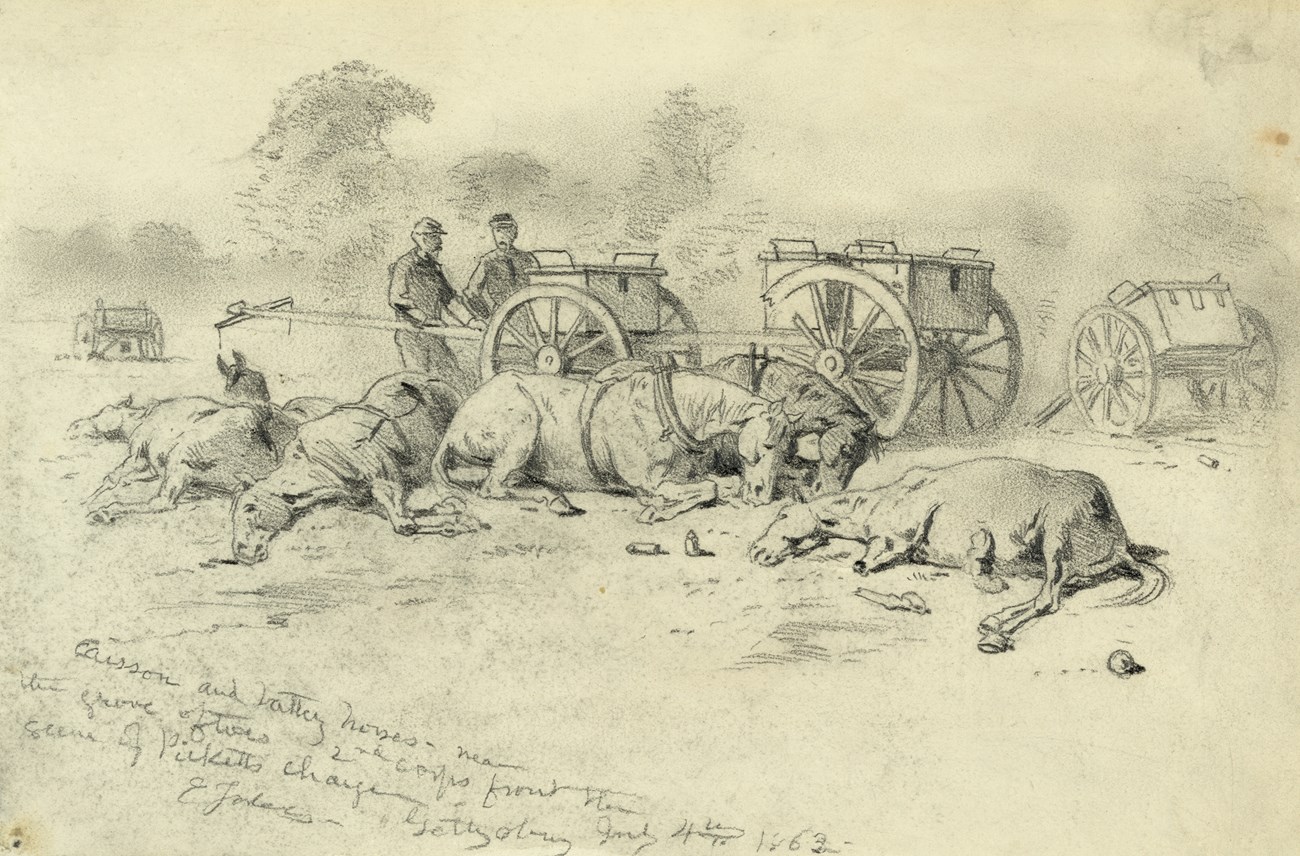 Pencil illustration showing horses, dead and alive, in front of cannon caissons.