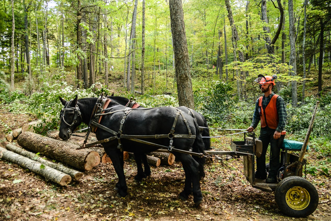 horse logger with two horses in a forest