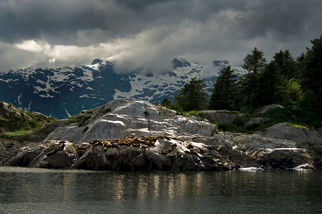 A spectacular scene of snow-capped mountains, evergreen forests, rocks, sea lions and water in Glacier Bay National Park