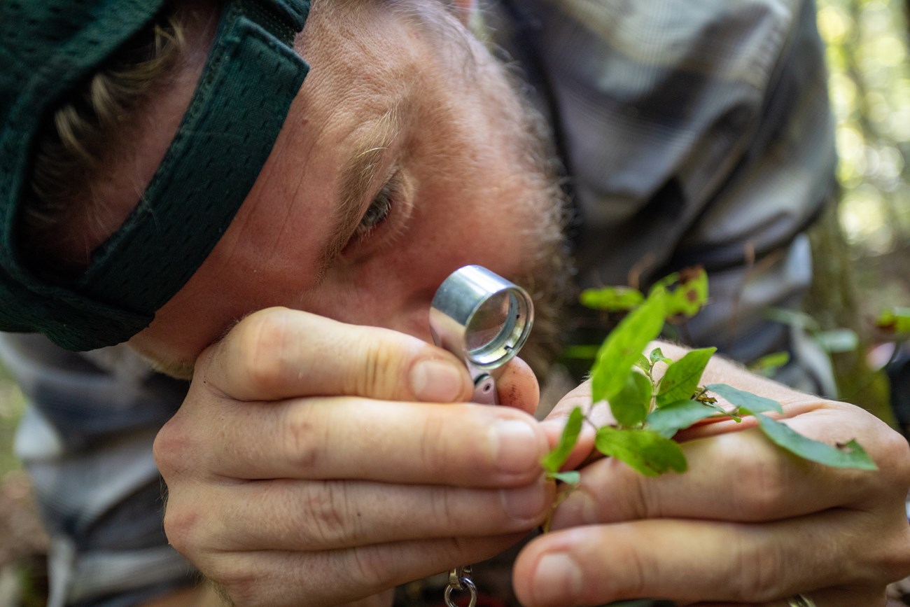 a scientist uses a hand lens to inspect a plant