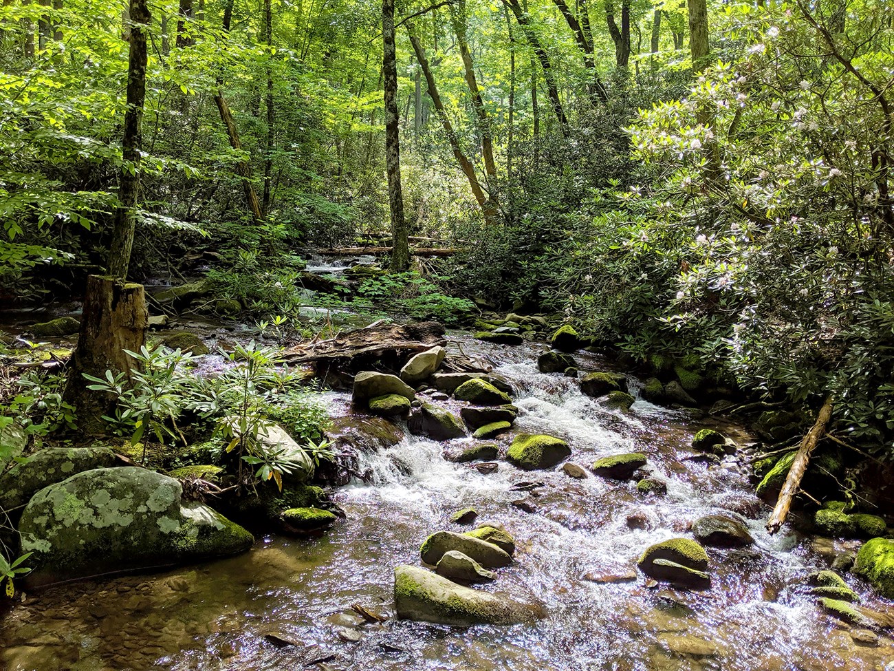 Stream running over rocks in a lush green forest