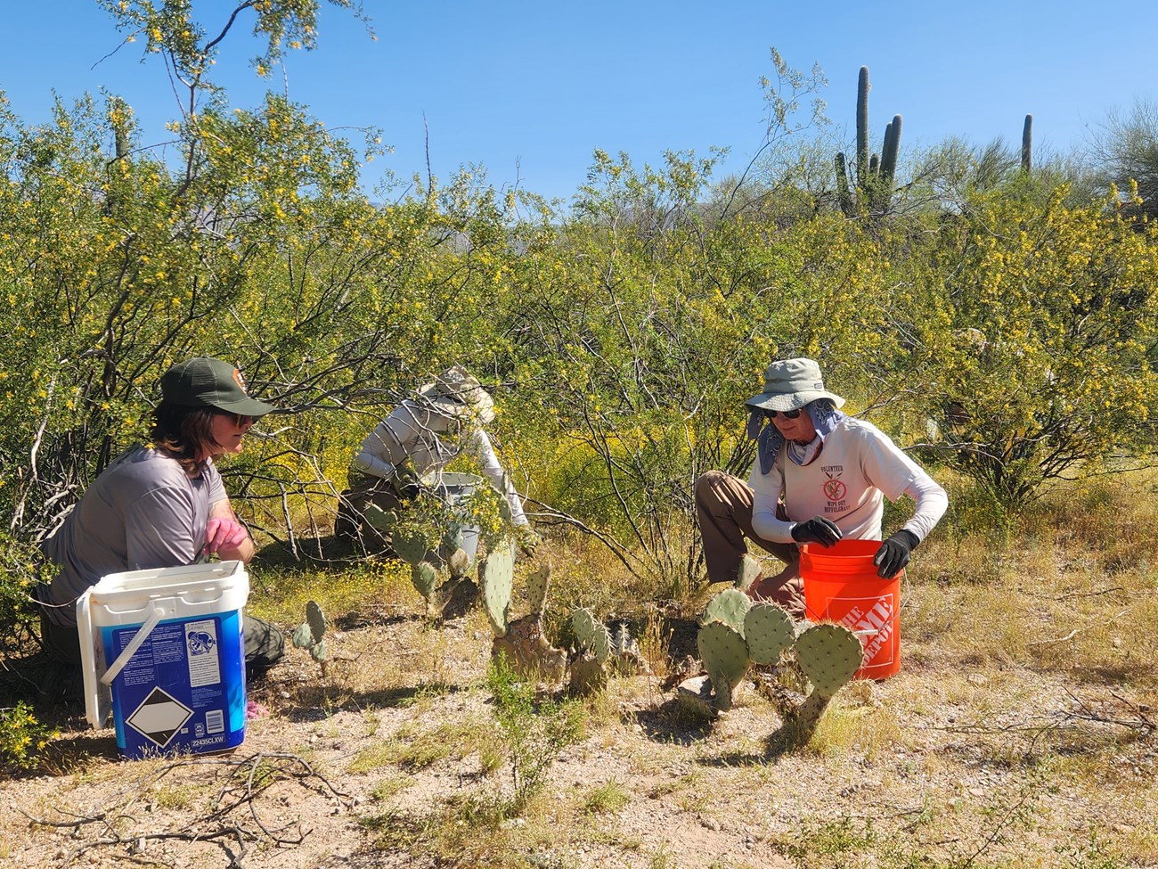 Three people with buckets sit on the desert ground surrounded by yellow-flowered plants, shrubs, and cacti.