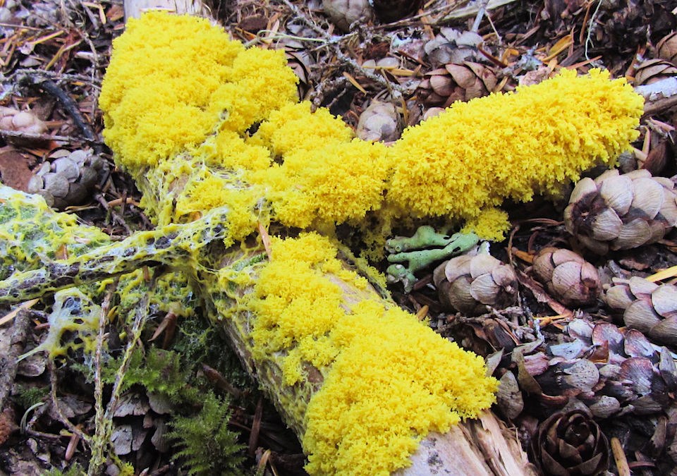 edible-slime-mold-gardening-in-the-panhandle