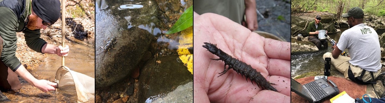 NPS staff kneeling in stream with net, water on rocks, hellgrammite, NPS staff sitting next to stream.