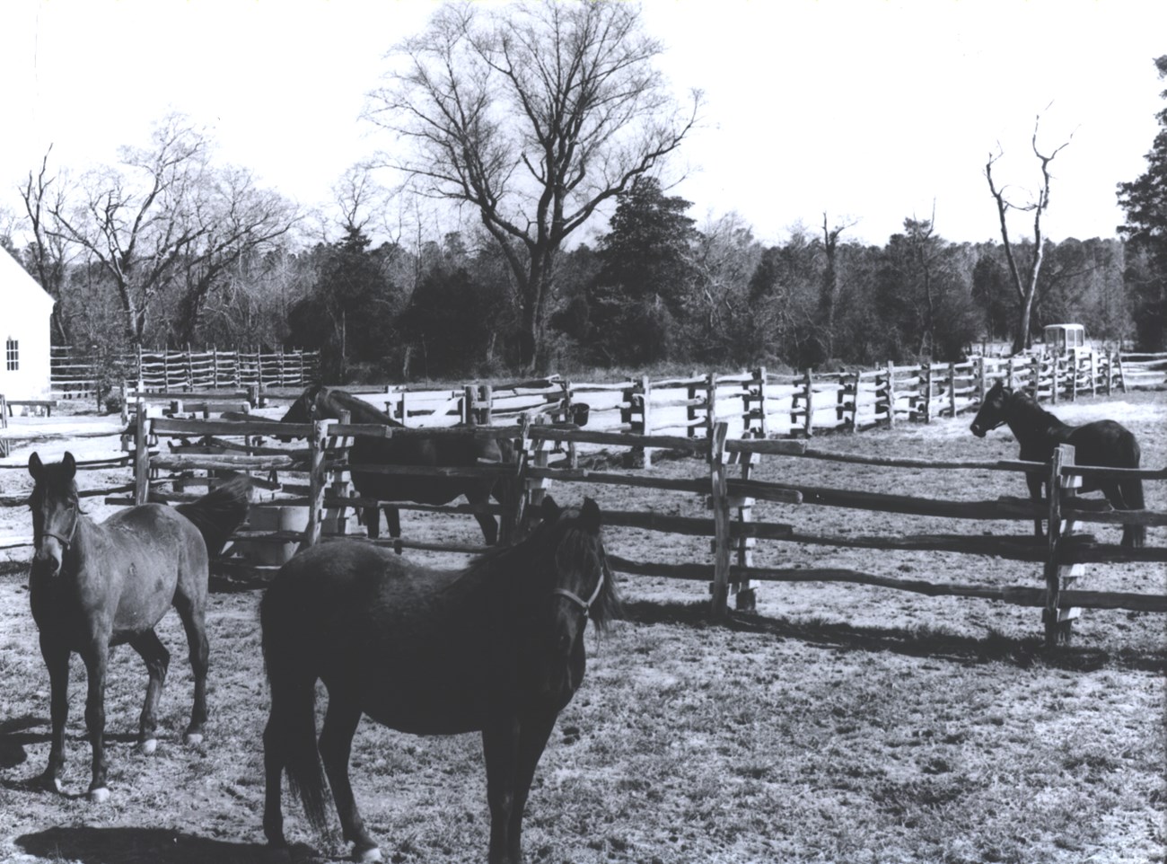 black and white image of four morgan horses in a fenced in area