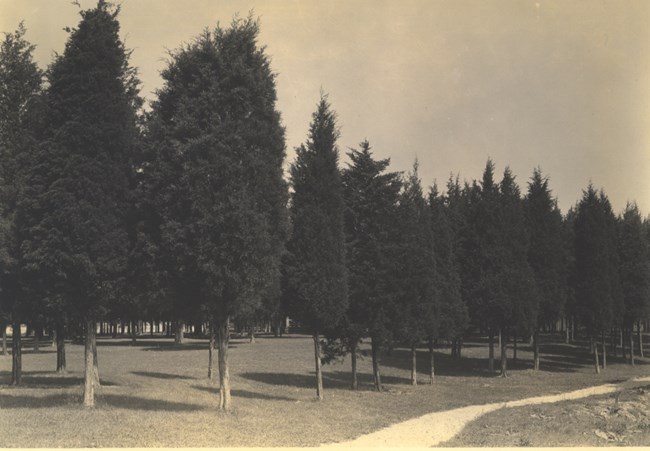 Cedar trees on left side of gravel trail