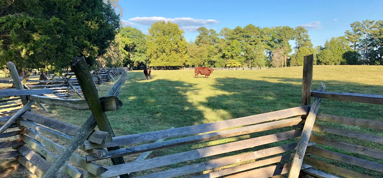 a brown and a red cow with horns stand in a lush green lawn surrounded by historical style wooden fences and large green trees under a blue sky.