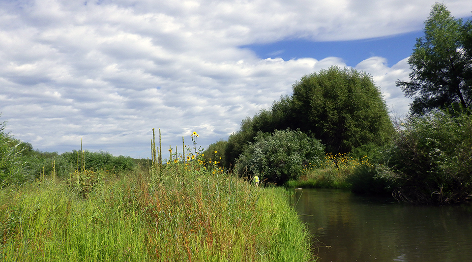 A narrow river lined by bright green plants, shrubs and trees under cottony clouds.