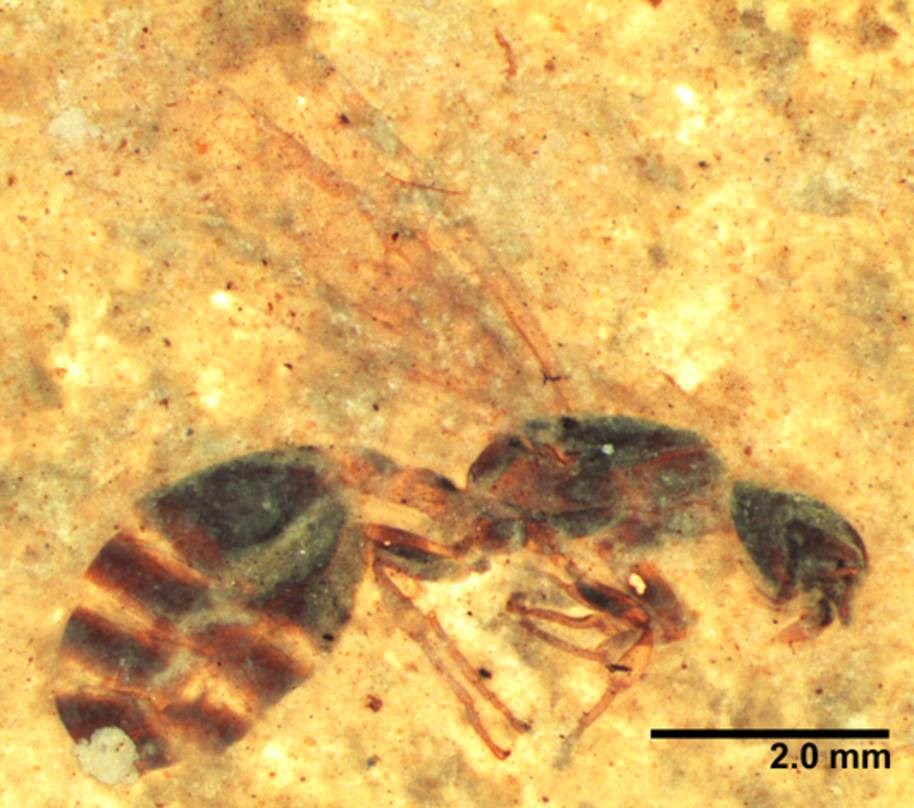 Photo of a fossil insect