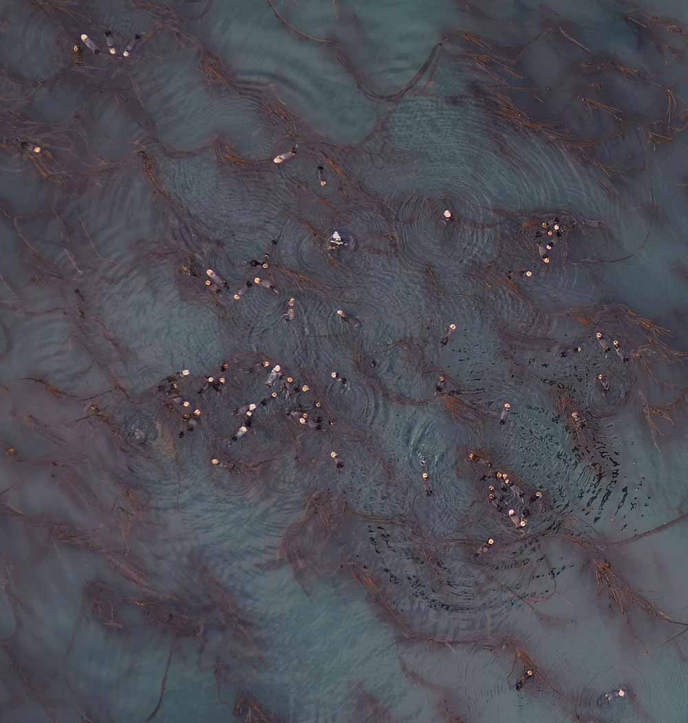 An aerial image of sea otters resting in a kelp bed.