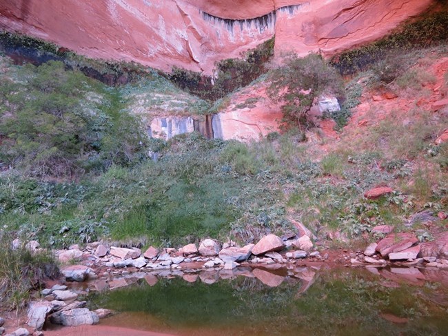 Red orange sandstone wall surrounds a reflective pond. Lush green vegetation grows along the pond and up the sandstone where water seeps out.