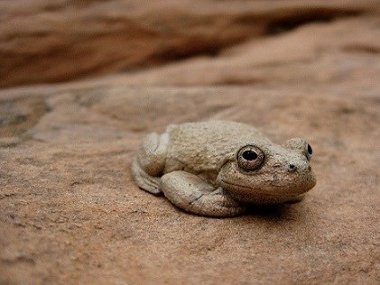 Brown frog blends un with a brown sandstone rock.