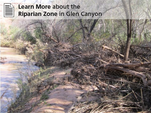 russian olive shrubs grow along a stream bank