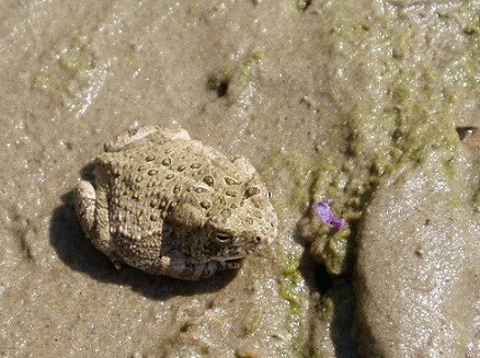 brown bumpy toad blends in with a rock