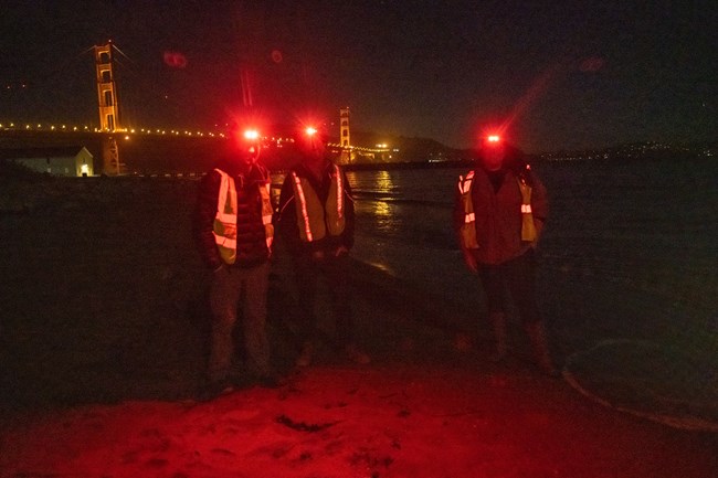 Three people on a beach at night wearing yellow safety vests rubber boots, and red light headlamps. In the darkness, we don't see their faces. The Golden Gate Bridge glows in the background.