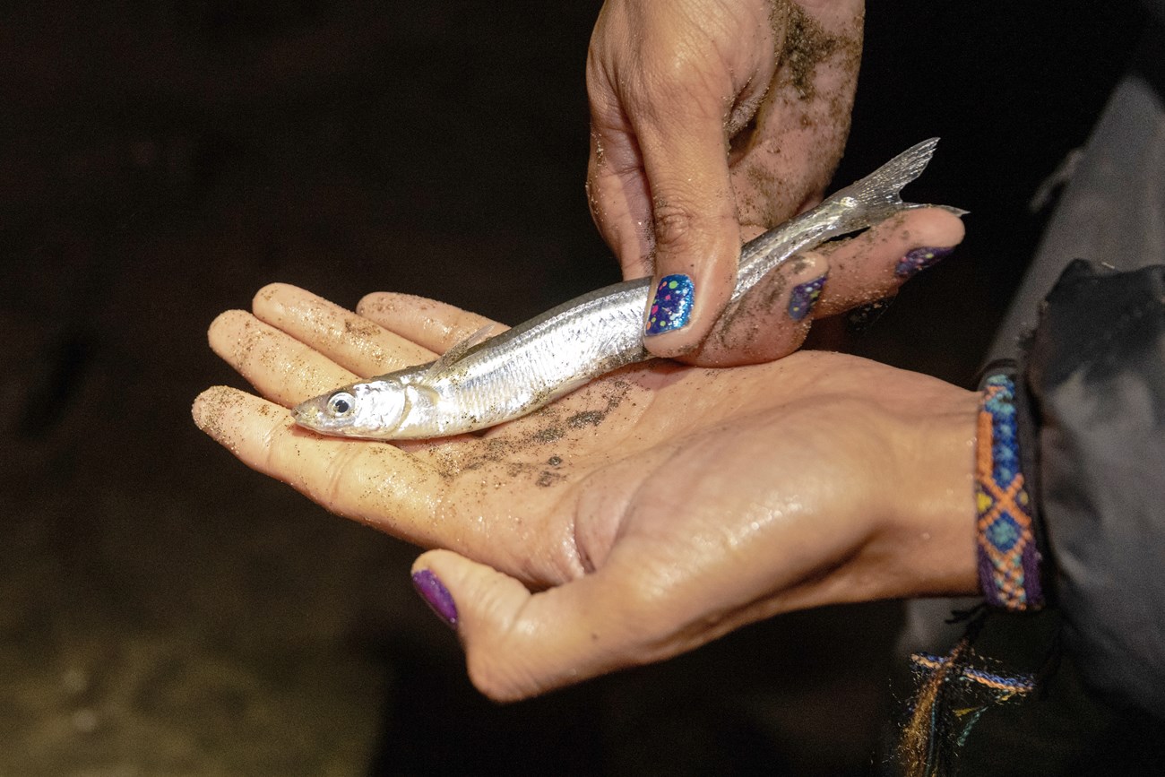 Long, thin, silvery fish in an intern's hand.