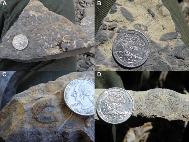 Four photos of small fossils.