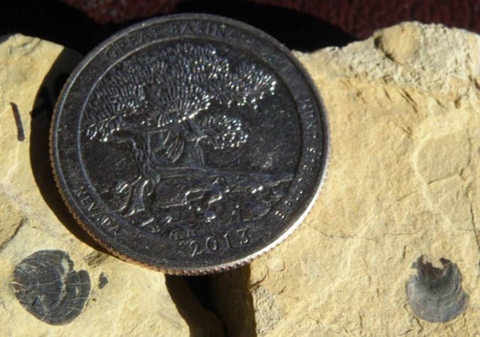 Photo of two small fossils with a quarter for scale.