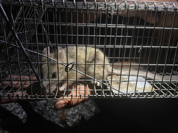 Woodrat in cage