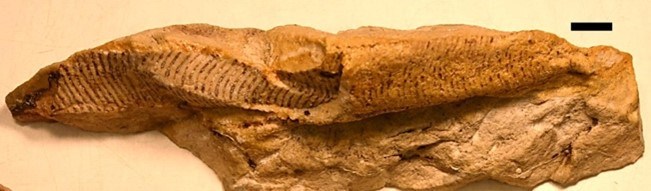 Photo of a fossil.