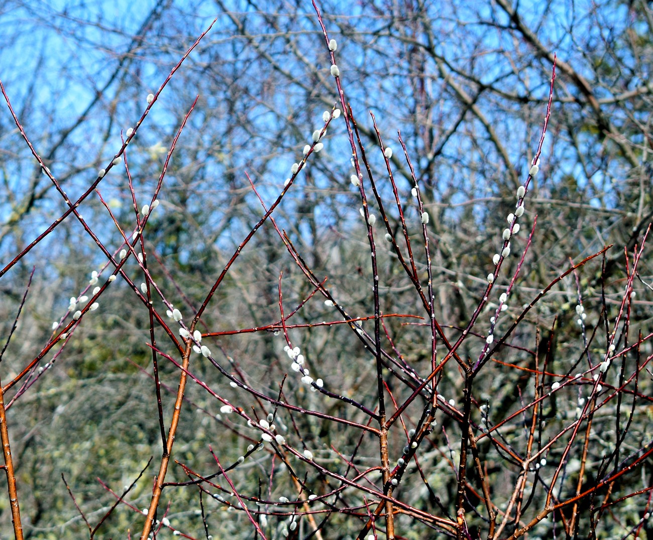 Branches with fuzzy gray buds.