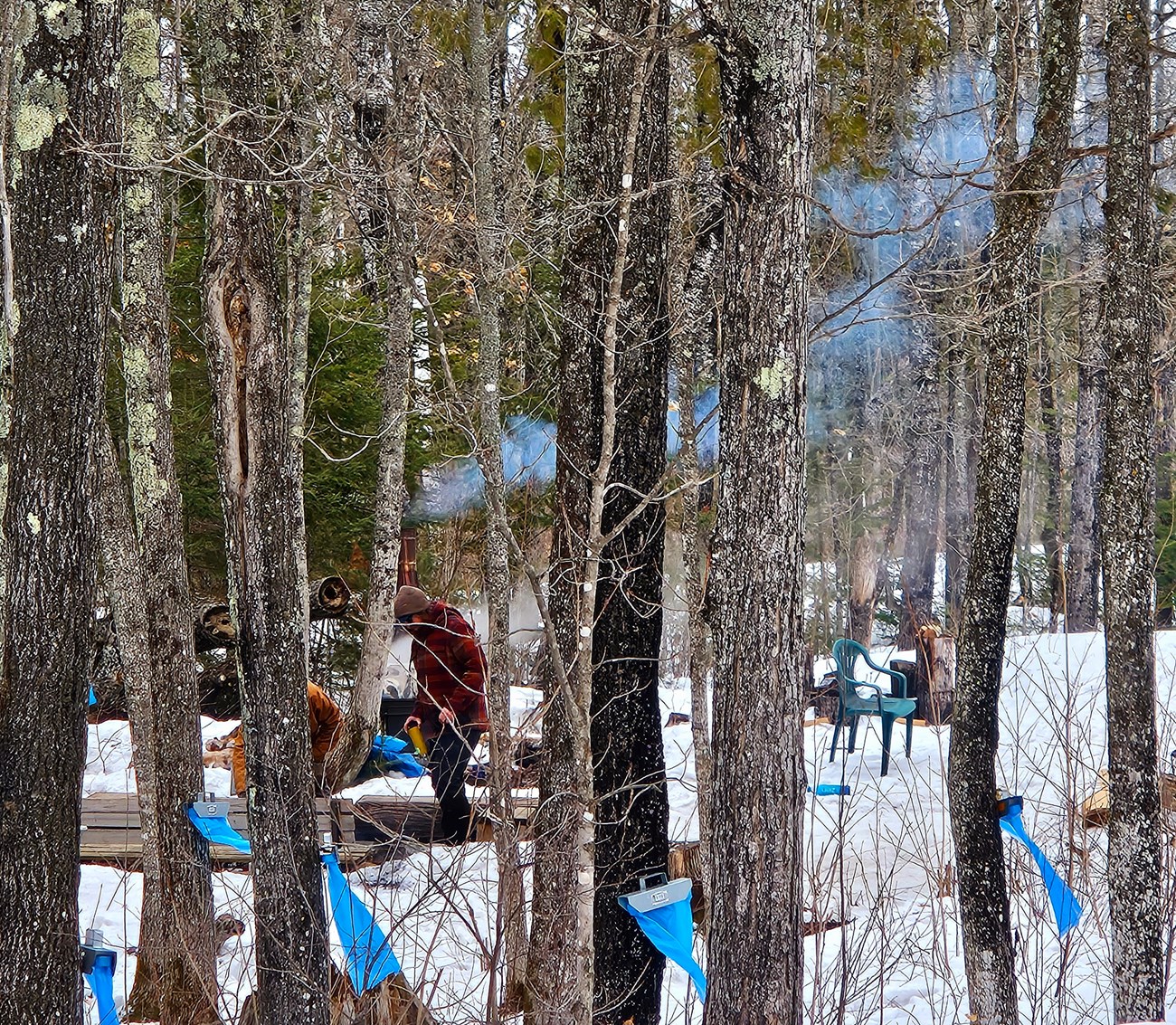 Blue steam showing through trees behind blue bags attached to trees.