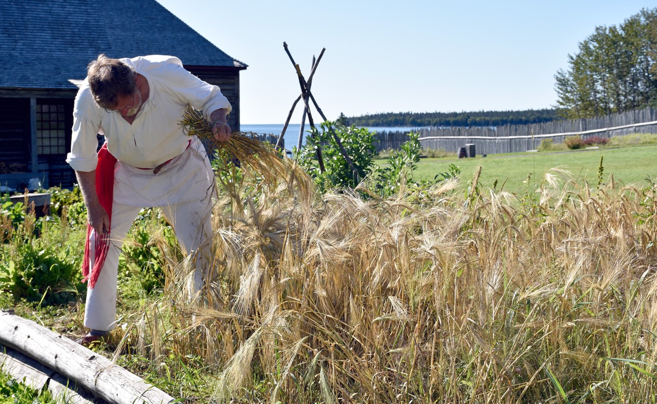 Person in historic clothing, standing in a raised garden bed, holding a handful of dried grasses with seed heads.