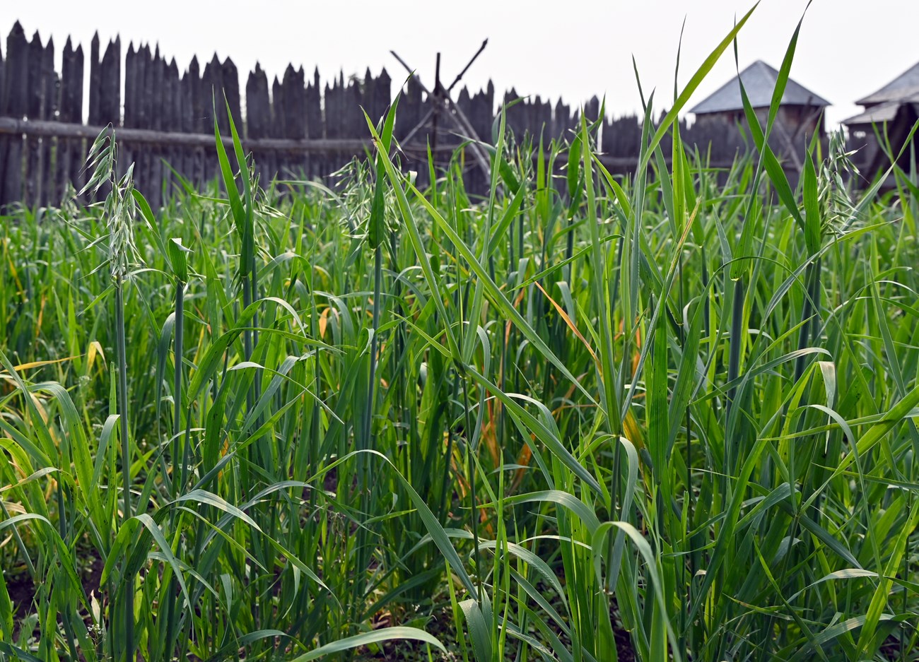 Grasses growing in front of a palisade and some rooftops.