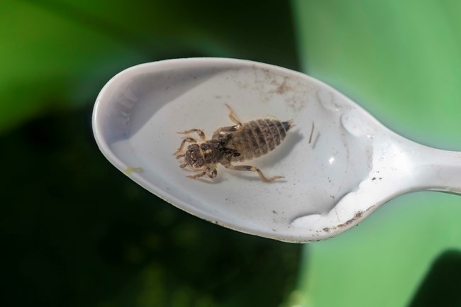 close up of dragonfly larva on a white spoon