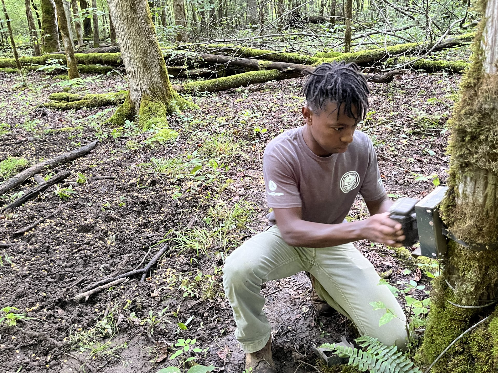 A young intern kneels in front of a tree to install a monitoring device