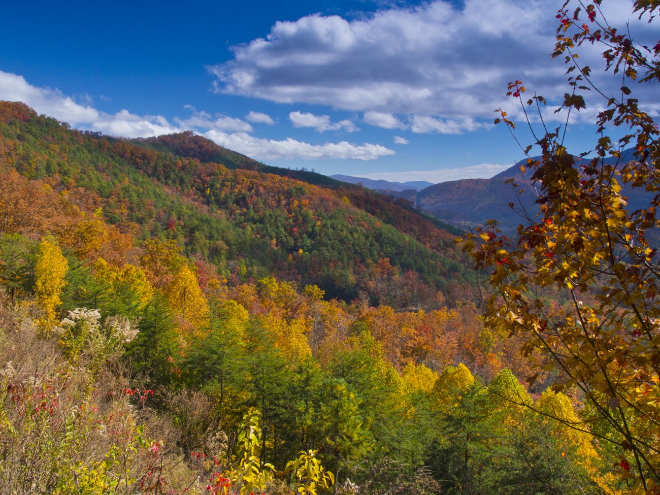 Fall-colored trees on a mountain slope. A tree is in the right-side foreground.