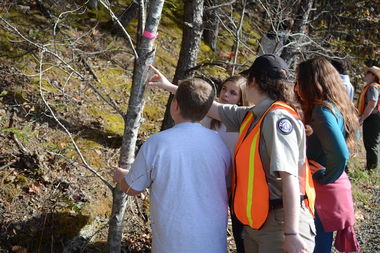 A volunteer directs the attention of a group of children to a tagged tree