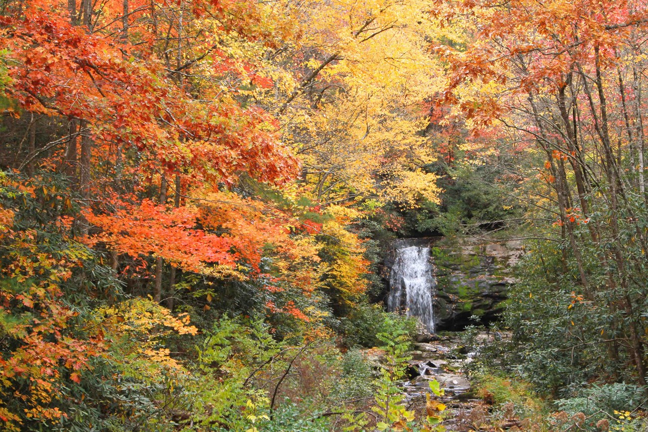 Bright fall foliage surrounding a waterfall.
