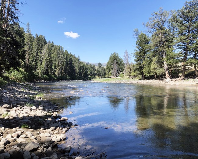 A shallow, cobbly river lined with evergreen trees.