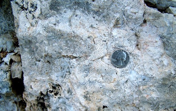 Photo of fossils on a large rock.