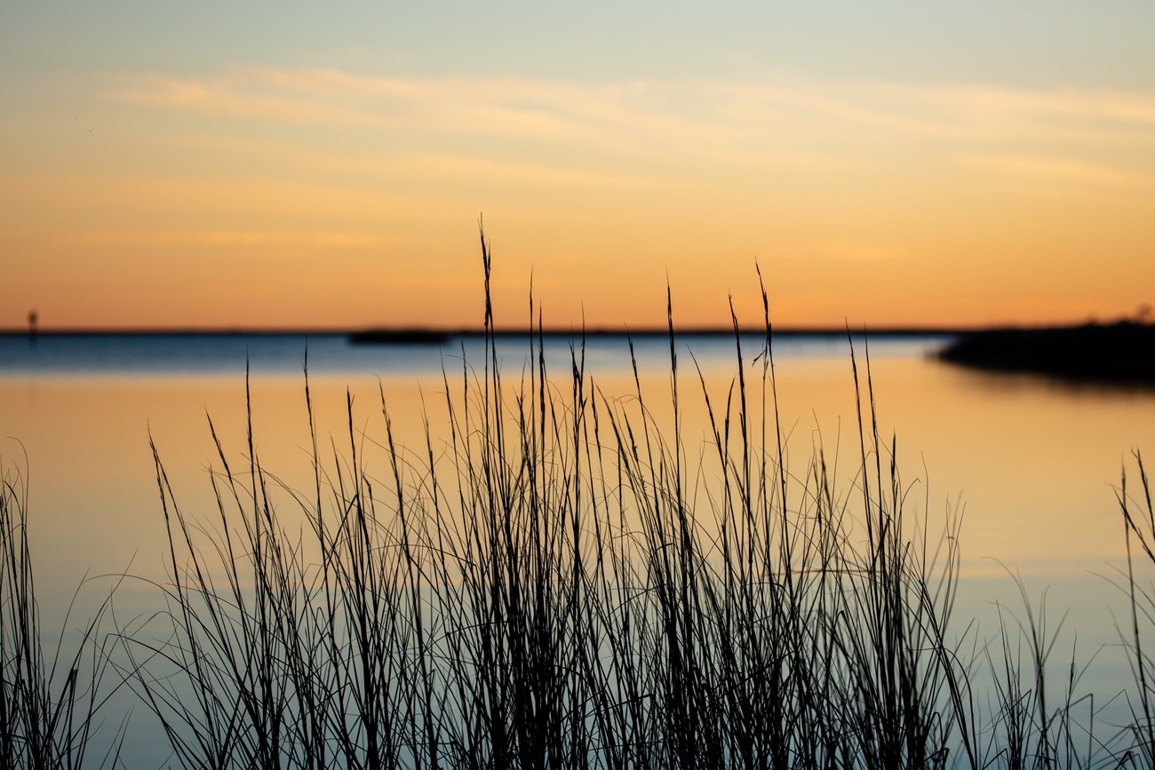 Tall grass leads to a beach view at sunset