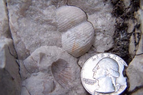 Photo of fossils and a quarter coin for scale.