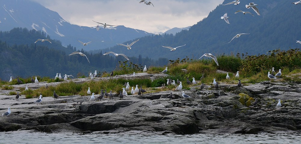 A gull colony on rocks along the shore with mountains in the background.