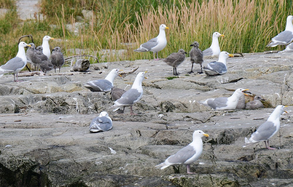 Gull chicks and adults on a rock outcrop.