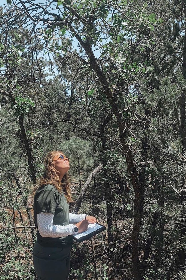 A researcher collects data about an oak tree.