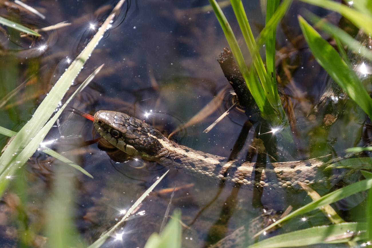A close up of a snake in water.