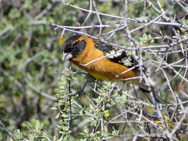A black-headed groskbeak, an orange bird with black markings on its face and back, sits on a twiggy branch.