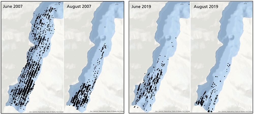 Two sets of two panels showing summer distribution of icebergs and seals from 2007 and 2019.