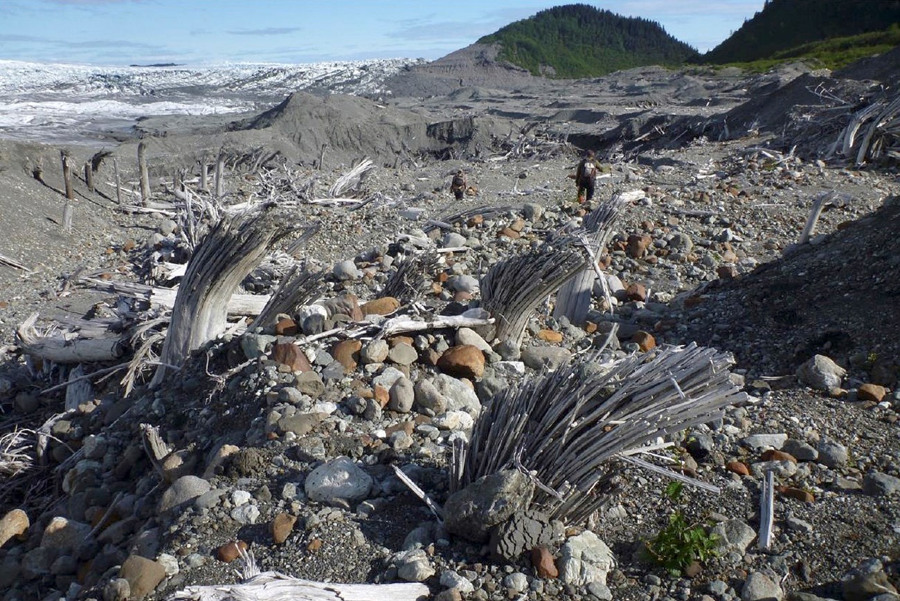 A field of gravel with whitened tree stumps all leaning in the same direction. Two people are walking in the background, which has snowfields and forests