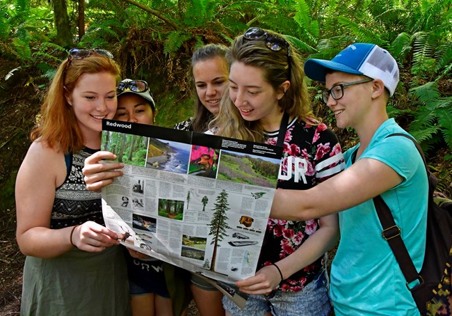 Four women look at a park map and brochure. A redwood tree is behind them