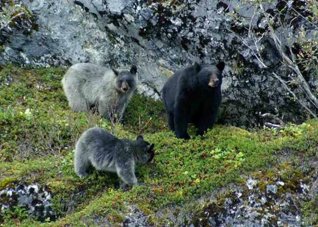 Three black bears: the sow with a black coat and two cubs with the grey/silver coats.