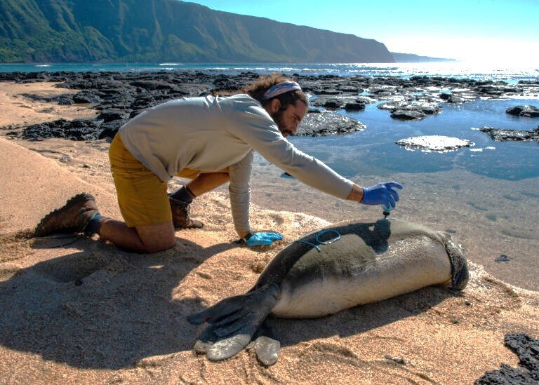 A scientist applies a blue gel to a seal laying on its side on a beach.