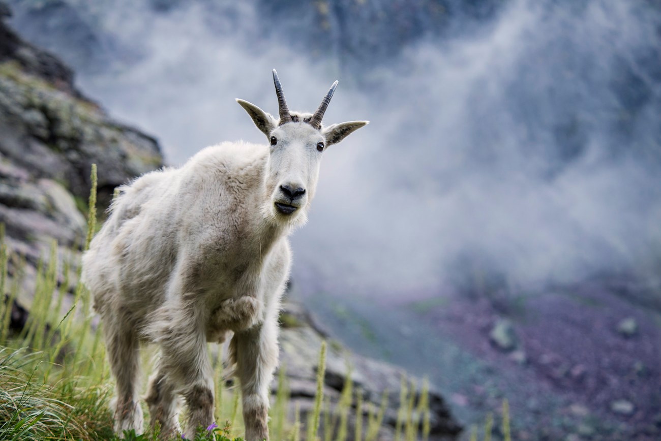 A close up view of a mountain goat standing in vegetation and starting straight at the camera. Mountains and mist frame the background.