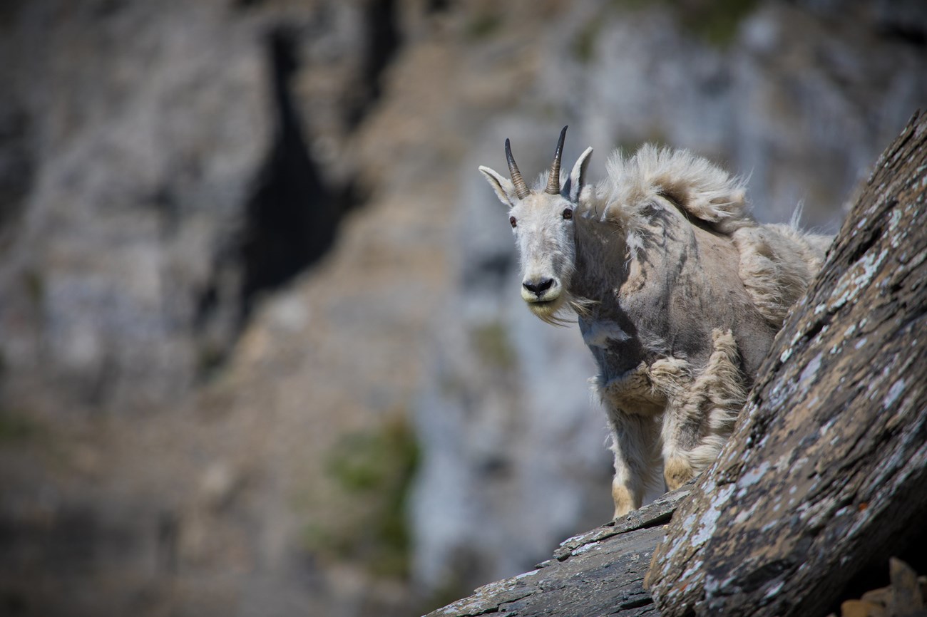 A mountain goat with patchy white fur stands on a rocky surface